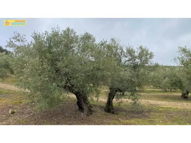 Olivar 85 Fanegas Fachada Carretera Alta Productividad