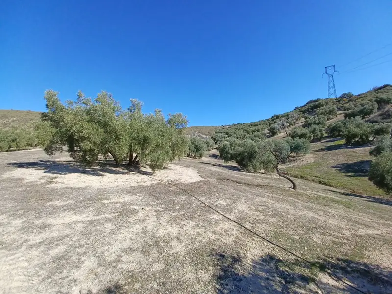 Venta Fincas Olivos Los Arenales Loja