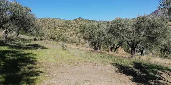Cortijo Rustico con 82 Hectareas en El Pinar Granada