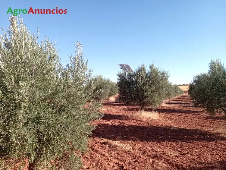 Venta  de Finca de olivos picual con riego por goteo en Ciudad Real