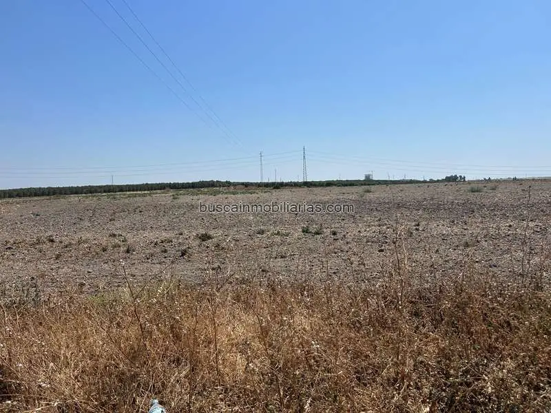 Finca Rustica Regadio Utrera 18000m2 Inversión Agricola