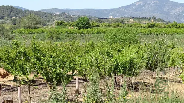 Terreno Rustico Vilamarxant 12700m2 Cultivo