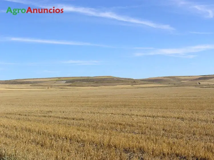 Demanda  de Finca de regadío en Huesca