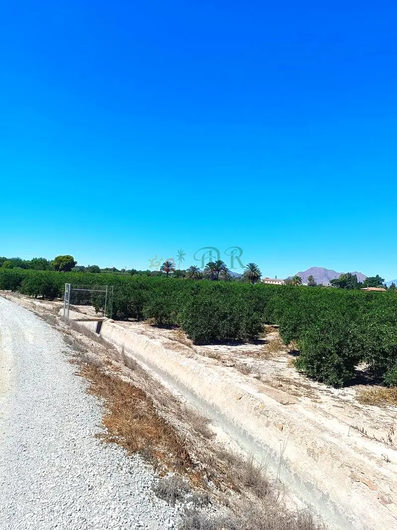 Finca Rustica 35000m2 Almoradí Naranjos Limoneros