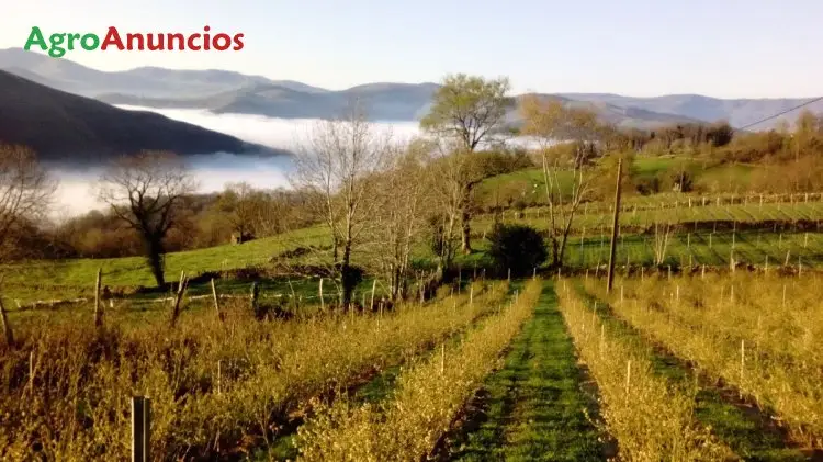 Venta  de Finca de arándanos con cabaña pasiega en Cantabria