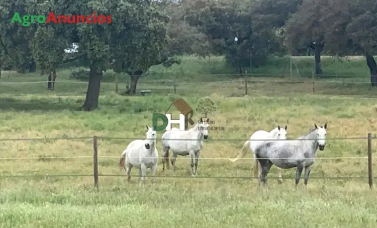 Venta  de Finca agrícola y ganadera en Toledo