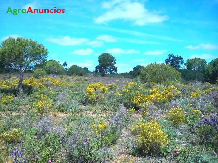 Venta  de Terreno de secano en Huelva