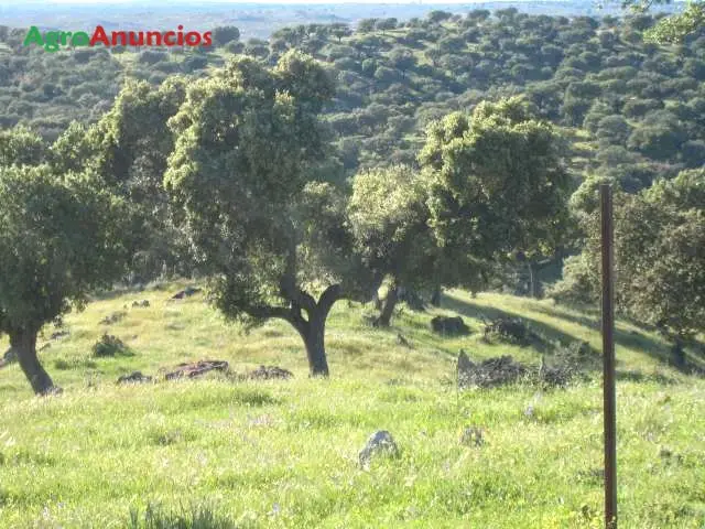 Venta  de Finca ganadera cercada de buenos pastos en Cáceres