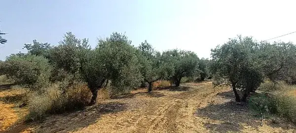 Finca Rustica en venta cerca de Alcalá de Guadaíra