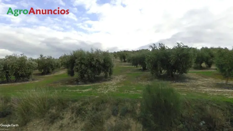 Venta  de Finca de olivar en la capuchina en Córdoba