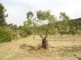 Venta  de Finca de almendros y pinar en Tarragona