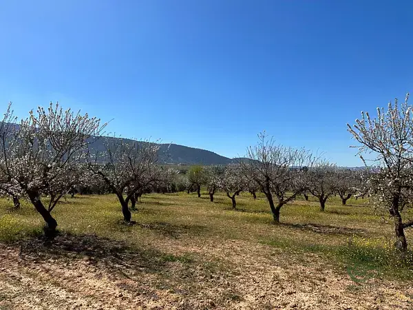 Parcelas Rusticas con Almendros y Olivos en Dilar