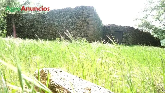 Venta  de Finca de olivar con edificio en Cáceres