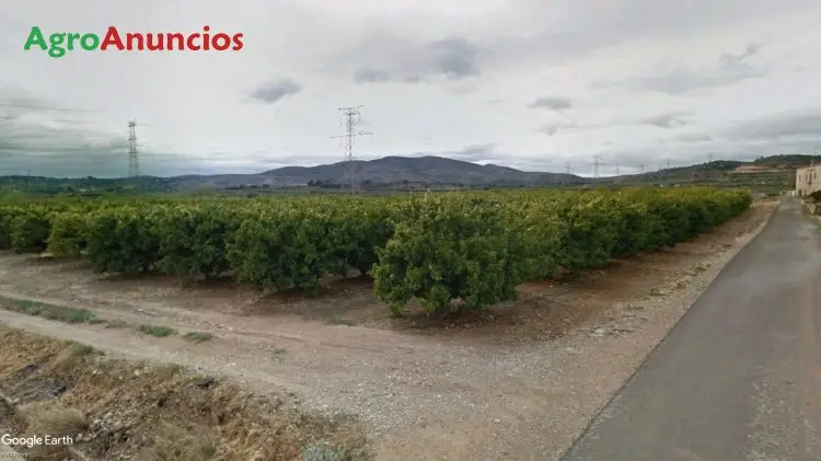 Venta  de Finca de naranjos con riego por goteo en Valencia