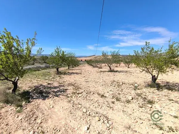 Almendro en Jumilla Murcia 22400m2