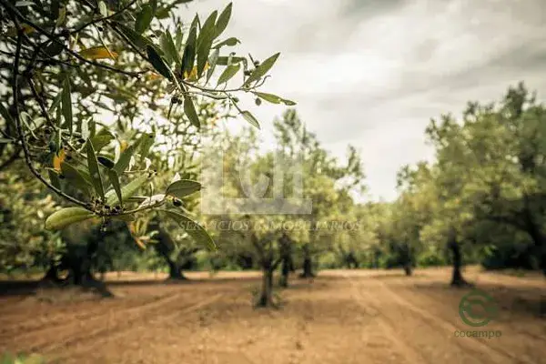 Finca Rustica con Almazara y Establos en Cordoba