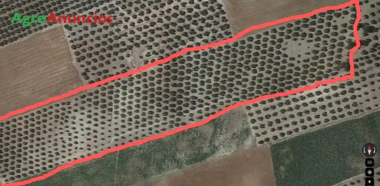 Venta  de Finca de olivos marteños y hojiblancos en Granada