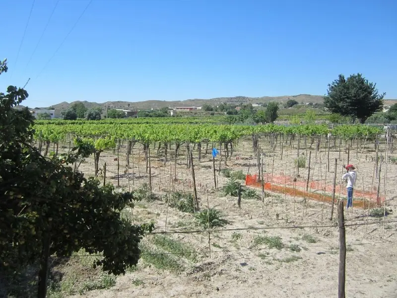 Venta Parcela Aspe 3000m2 Viñedos Olivos Riego