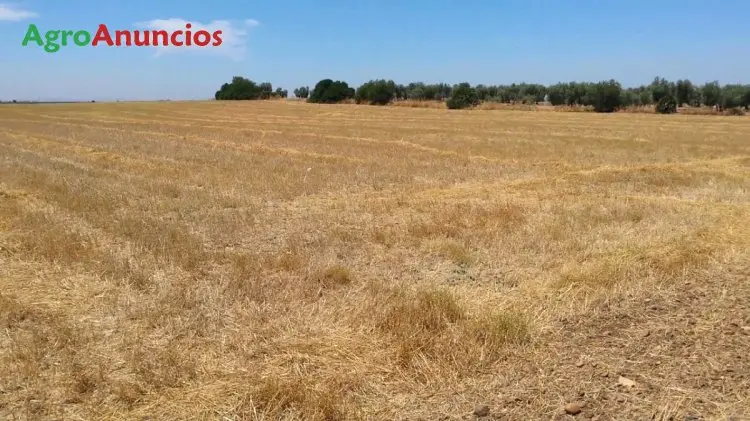 Compra  de Finca rústica en Valencia