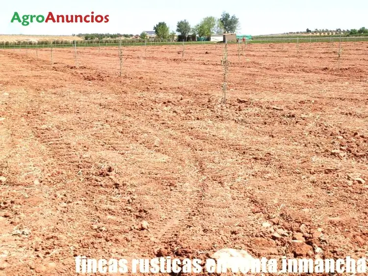 Venta  de Finca de olivos de regadio en Ciudad Real