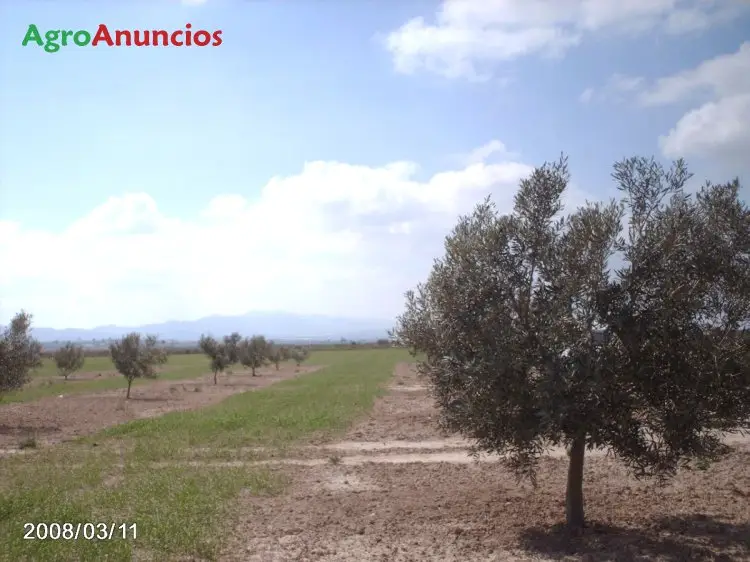 Venta  de Finca de olivar en Murcia