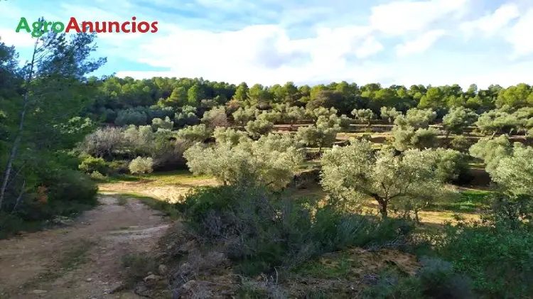 Venta  de Finca de olivos en Castellón