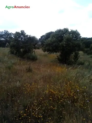 Venta  de Finca ganadera con cortijo y charcas en Cáceres