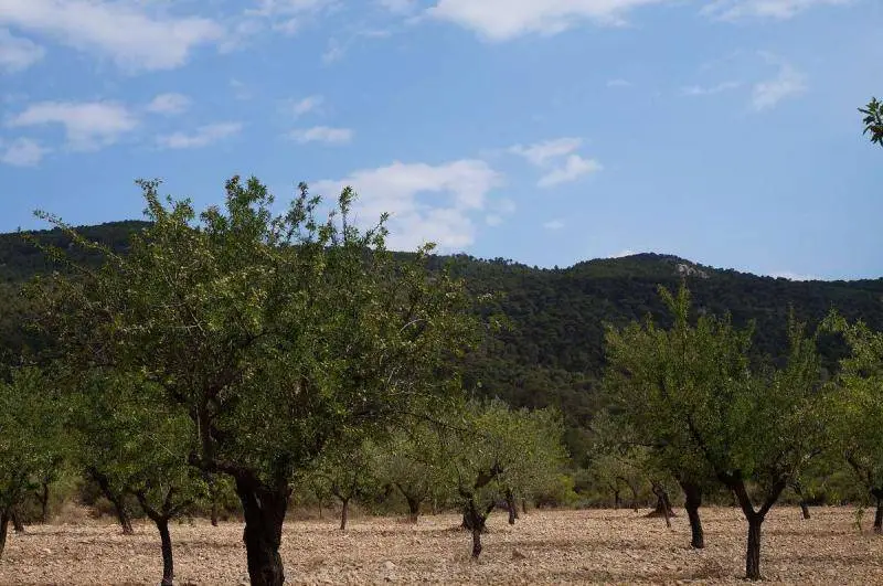 Terrenos en Venta Yecla Murcia