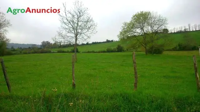 Venta  de Finca rustica  agricola ganadera con proyecto para nave ganadera en Asturias