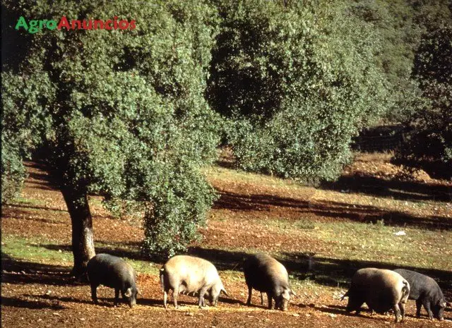 Venta  de Finca con encinado para porcino en Cáceres