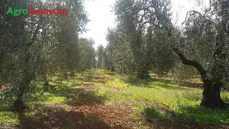 Venta  de Finca de olivar de regadío en Sevilla