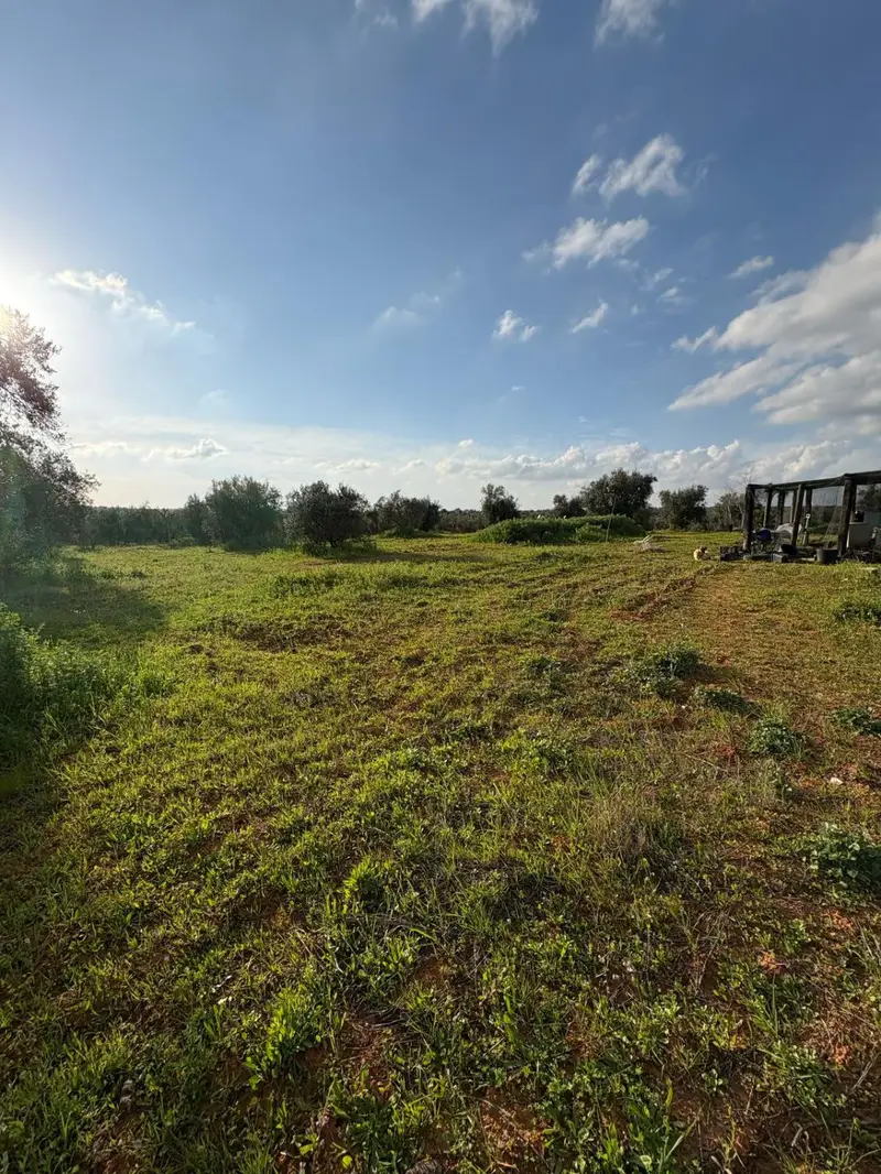 Venta Finca Rustica 7015m2 Pilas 70 Olivos
