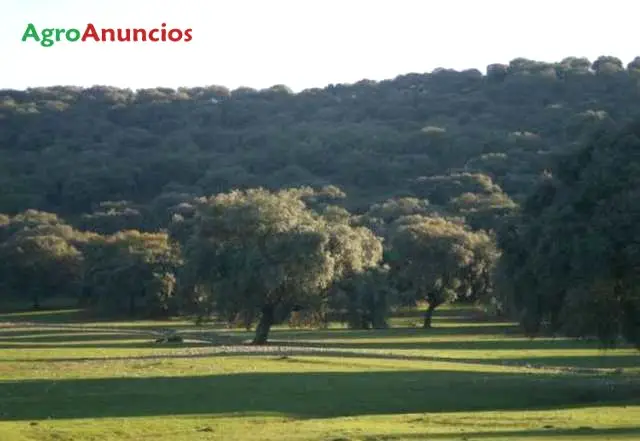 Venta  de Finca toda de encinas con cercas y cobertizos en Cáceres