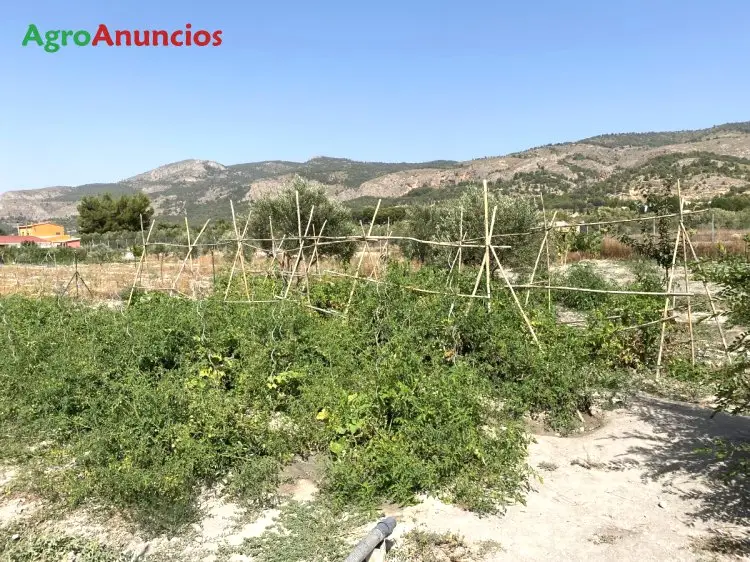 Venta  de Finca de recreo en Alicante