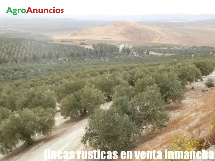 Venta  de Finca de olivos con riego por goteo en Jaén