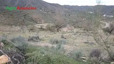 Venta  de Finca de almendros y olivos en secano en Almería