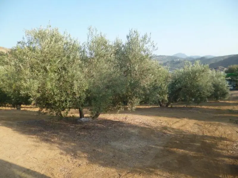Terreno con Olivar en Olvera
