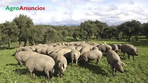 Venta  de Finca ganadera de porcino en Cáceres