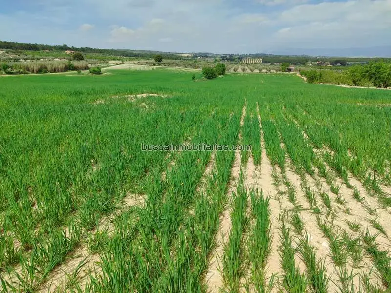 Parcela Rustica en Venta Almansa 33000m2