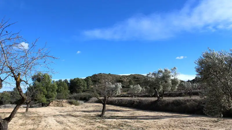 Terreno Rustico con Olivos en Maella Zaragoza