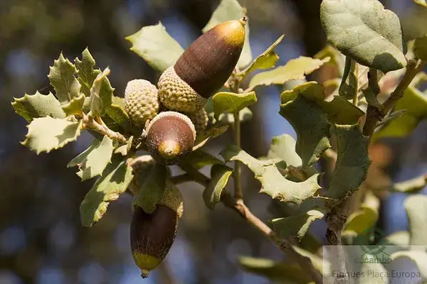 Finca Rustica 325 Hectareas Trujillo Extremadura Ganaderia