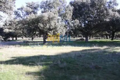 Venta Finca Córdoba 95 Has Olivar Encinas Ganado 200 Toros 100 Vacas