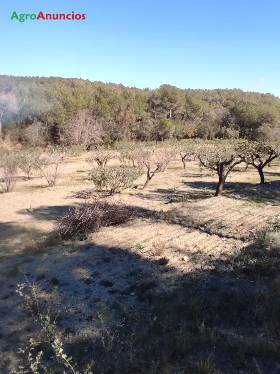 Venta  de Finca ganadera de pollos camperos, capones y pulardas en Barcelona