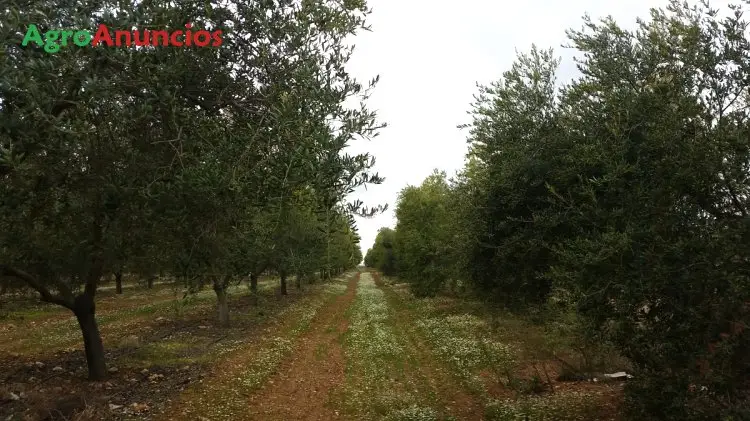 Venta  de Finca de olivos arbequinos de regadío en Huelva