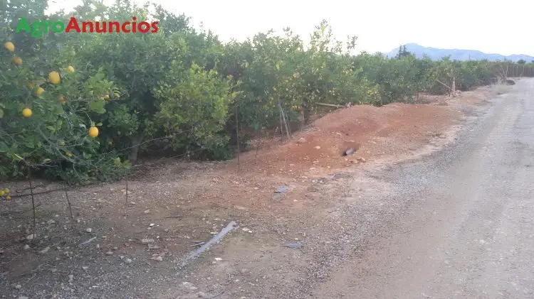 Venta  de Finca de limoneros en Murcia