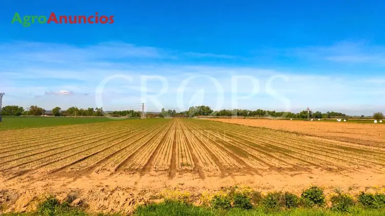 Venta  de Finca de regadío de vega en Madrid