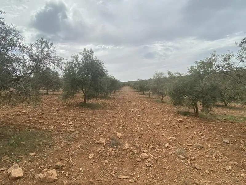 Venta Finca con vistas Sierra Nevada Padul