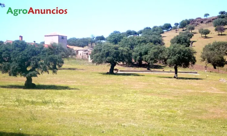 Venta  de Finca dehesa a pastos con encinar en Ciudad Real