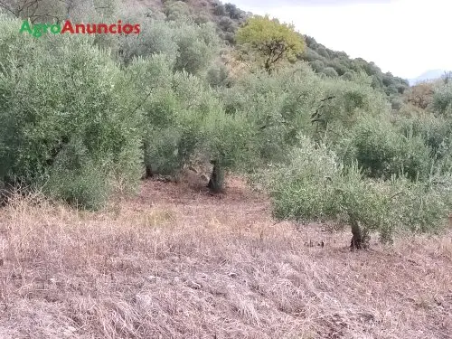 Venta  de Finca de olivos en Cádiz