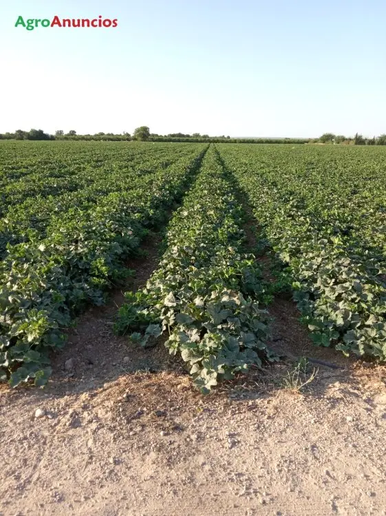 Alquiler  de Finca de regadío en Ciudad Real